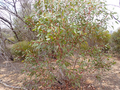 Eucalyptus incrassata