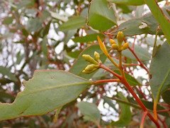 Eucalyptus incrassata