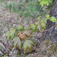 Acer pseudoplatanus