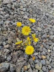 Tussilago farfara