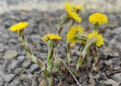 Tussilago farfara
