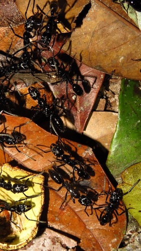 Neoponera commutata