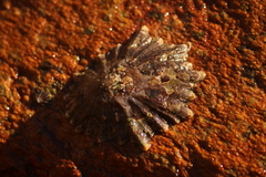 Scutellastra longicosta