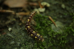 Polydesmus collaris