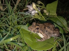 Fejervarya cancrivora
