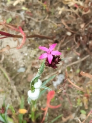 Dianthus armeria