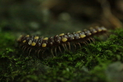 Polydesmus collaris