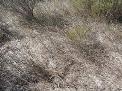 Ehrharta villosa