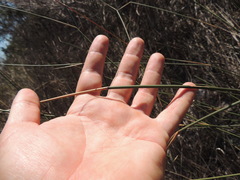 Ehrharta villosa