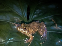 Fejervarya cancrivora