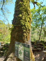 Quercus petraea iberica