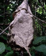 Parachartergus fraternus