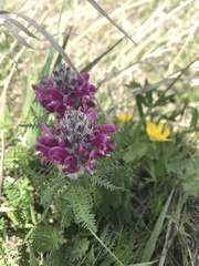 Pedicularis dasystachys