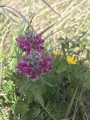 Pedicularis dasystachys