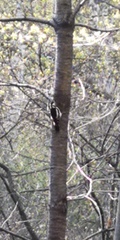 Dendrocopos major