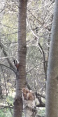 Dendrocopos major