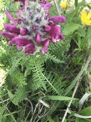 Pedicularis dasystachys