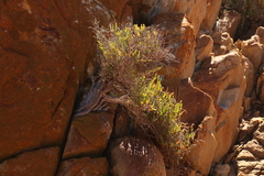 Salicornia littorea