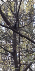 Dendrocopos major