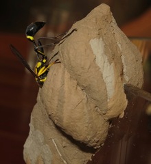 Sceliphron fistularium