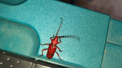 Dicelosternus corallinus