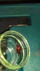 Dicelosternus corallinus