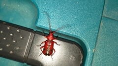 Dicelosternus corallinus