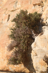 Salicornia littorea