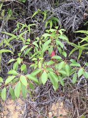 Elaeocarpus chinensis