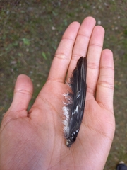 Ficedula hypoleuca