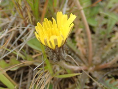 Sonchus novae-zelandiae