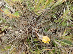 Sonchus novae-zelandiae