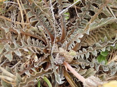 Sonchus novae-zelandiae