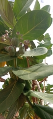 Calotropis procera image