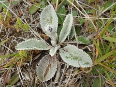 Brachyglottis haastii