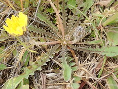 Sonchus novae-zelandiae