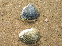 Cerastoderma glaucum