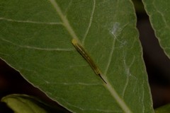 Macroglossum corythus