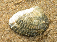 Cerastoderma glaucum