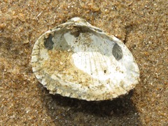 Cerastoderma glaucum