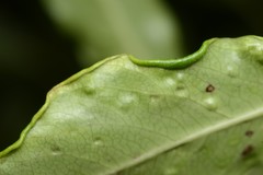 Aculops pittospori