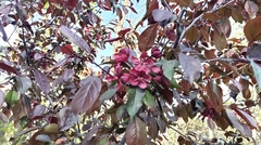 Malus
