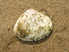 Mactra stultorum