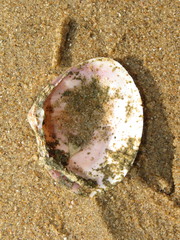 Mactra stultorum