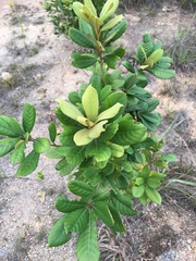 Lithocarpus quercifolius