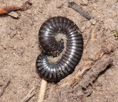 Rossiulus kessleri