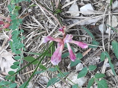 Astragalus monspessulanus