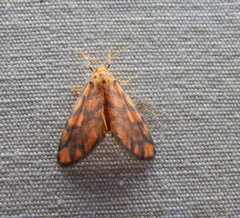 Tumicla sagenaria