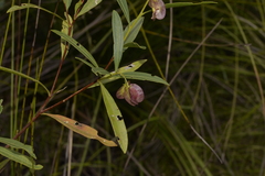 Dodonaea lanceolata