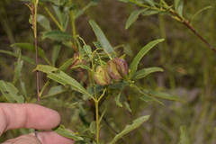 Dodonaea lanceolata